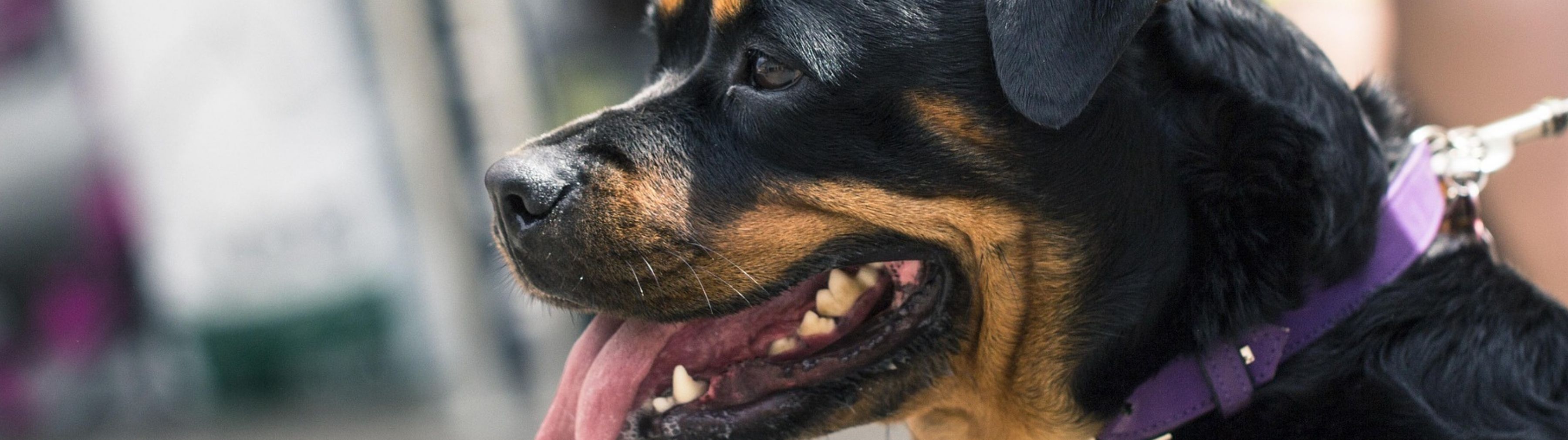 Gefährliche Hunde