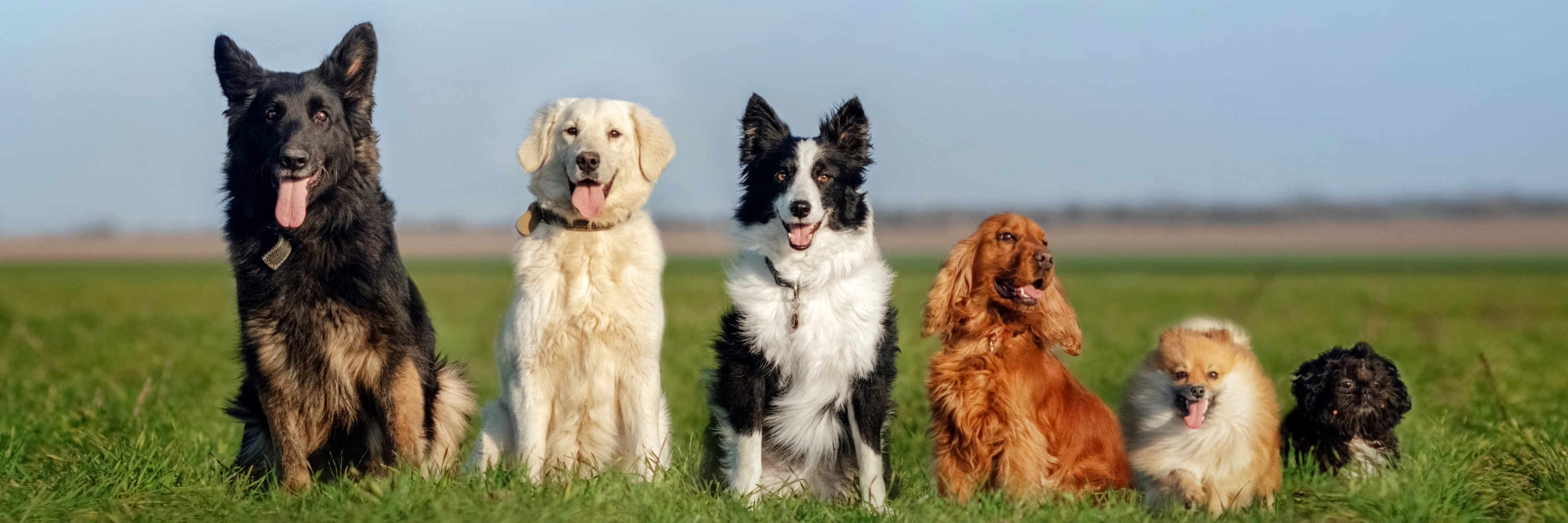 Hundesteuer