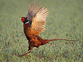 Fasan im Anflug